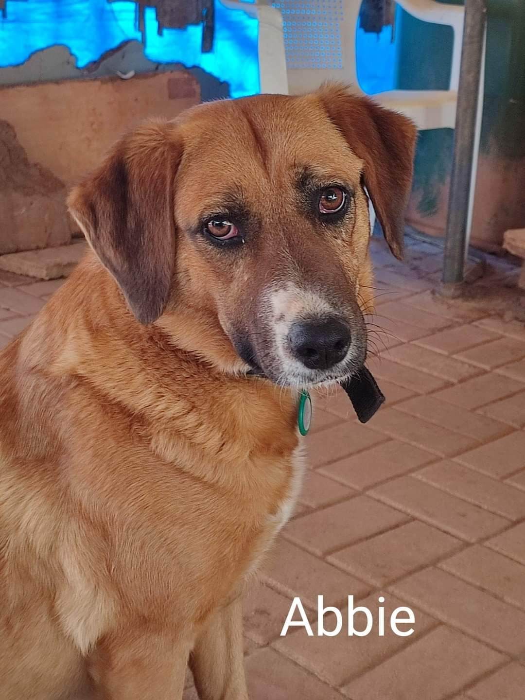 αμπι