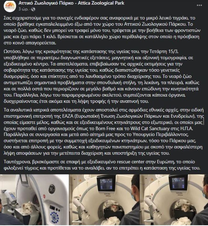 Τιγρακι