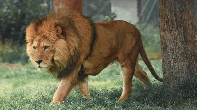 liontari