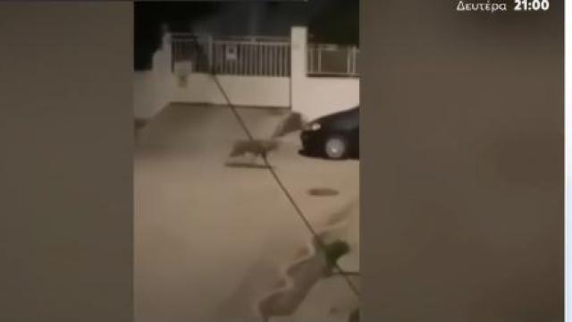 λυκος