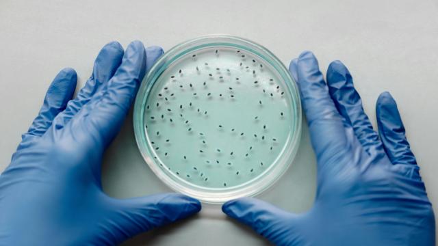HANTAVIRUS