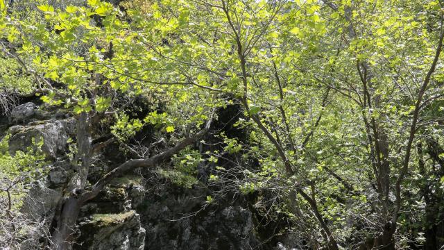 ΣΑΜΟΦΡΑΚΗ