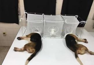 PUPPYGATE