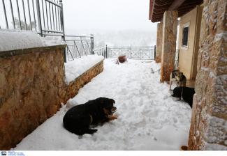 αδέσποτα