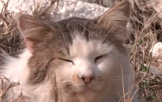 gata