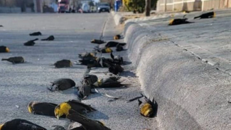 κοτσυφια
