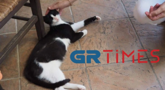 ΓΑΤΑ