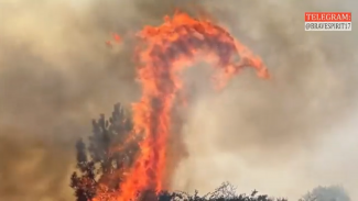 FLAMEDRAGON