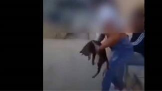 γατάκι
