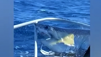 SHARK