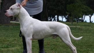 dogo argentino