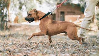 PITBULL