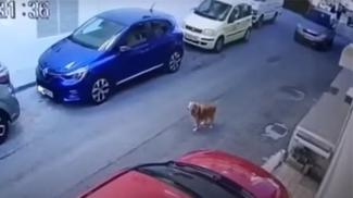 σκυλος