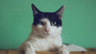 gata