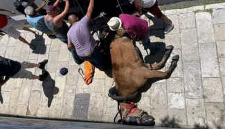 αλογο