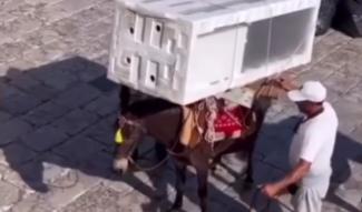 γαιδουράκι