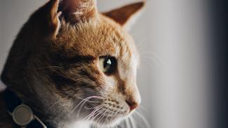 gata