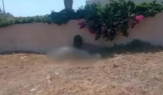 αλογο