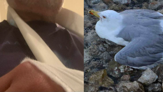 τσελεντης