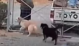σκυλος