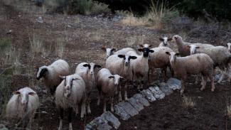 αιγοπροβατα