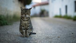 gata